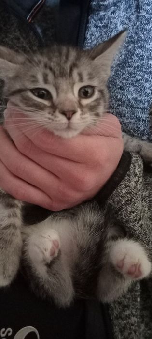 Віддам кошенят в хороші руки, безкоштовно