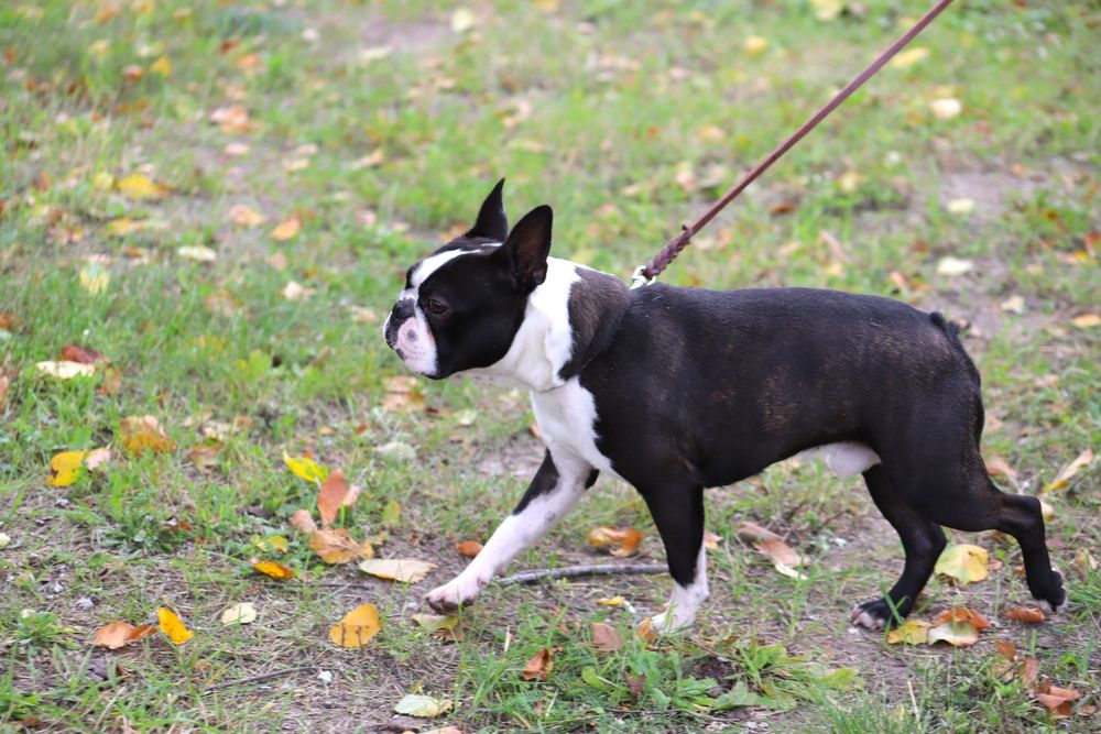 Boston terrier samiec