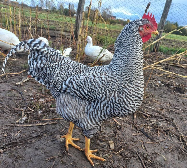 Півні Амрокси, 7 місяців