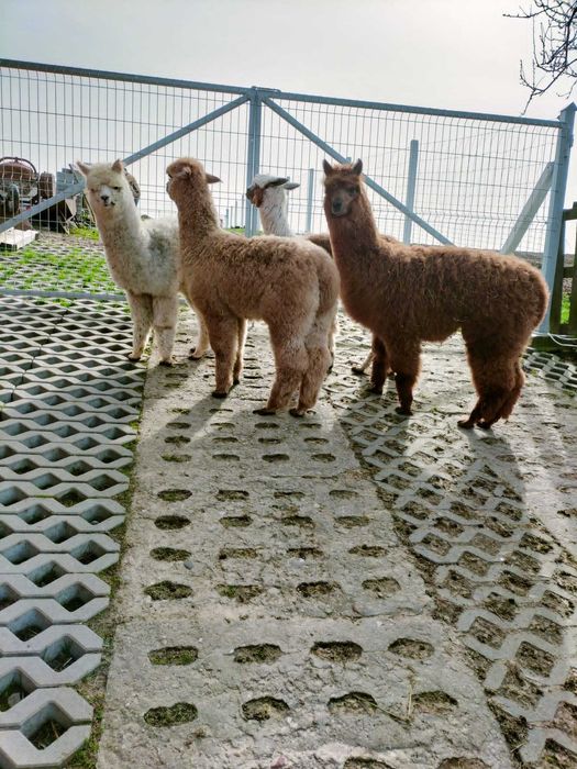 Alpaka samiec lub samica