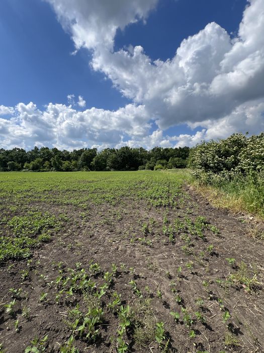 Продаж землі 20 соток, Грузевиця - View 4