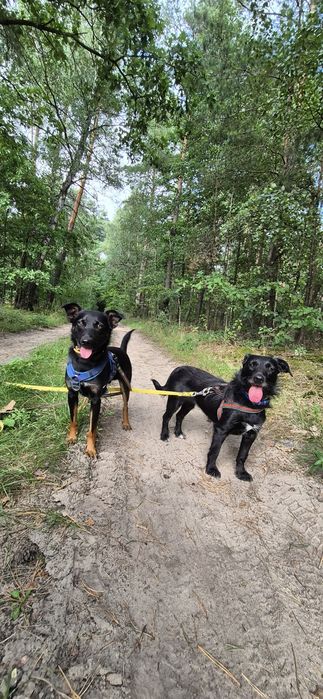Manga - nieduża, pozytywna suczka do adopcji