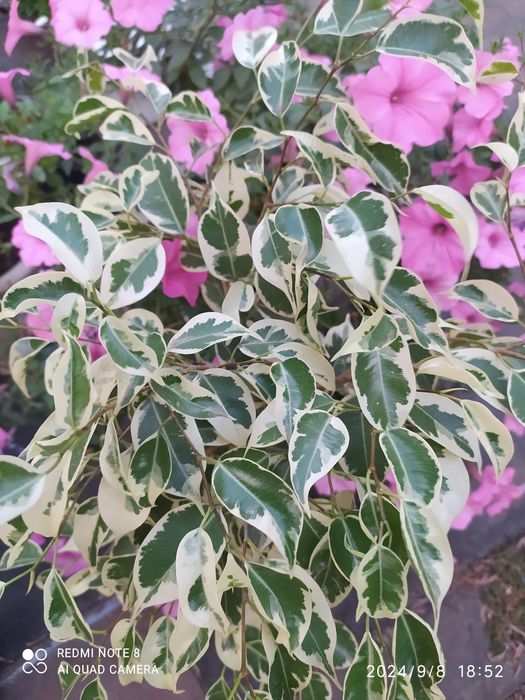 Твайлайт. Фікус Бенжаміна