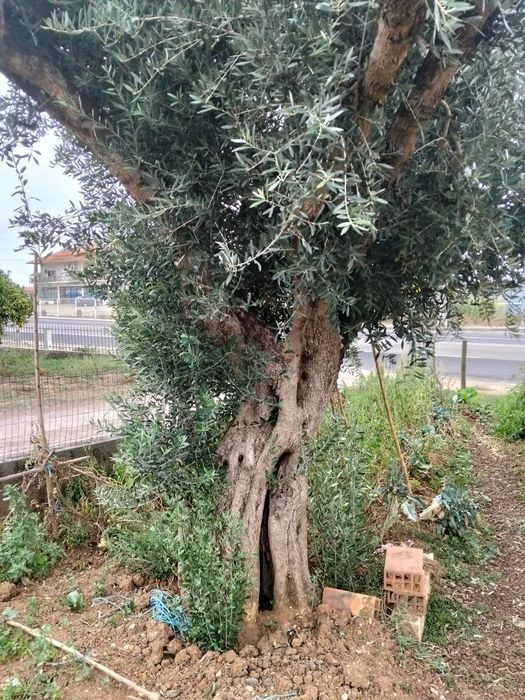 Oliveiras para jardins