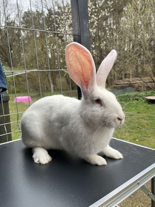Młody samiec belga biały albinos