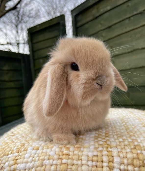KIT Coelhos anões orelhudos, belier muito dóceis