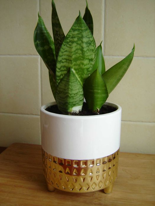 Sansewieria gwinejska Golden Hahnii