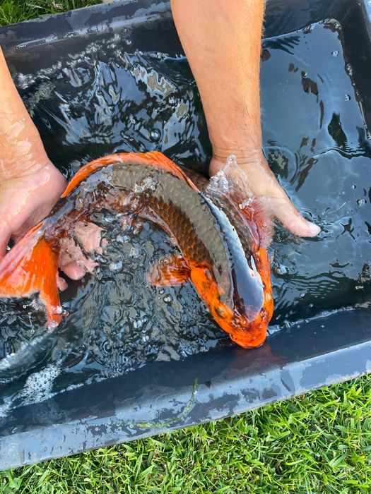 Carpas koi  cerca de 45 cm