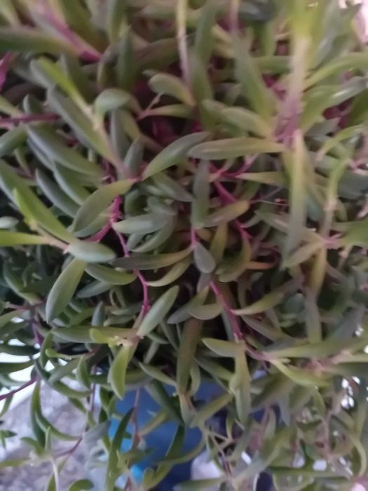 Planta - Colar de Rubi