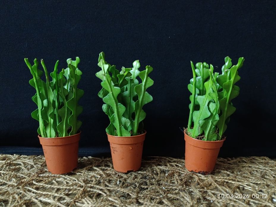 Epiphyllum anguliger,