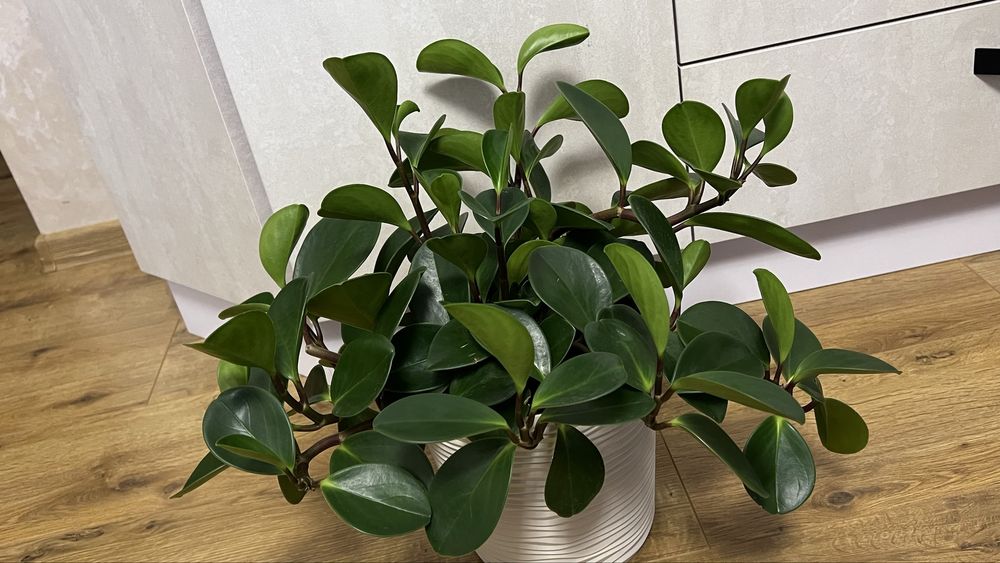 Пеперомія  туполиста (кімнатна рослина)