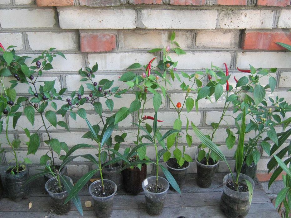 перец горький, острый, комнатный