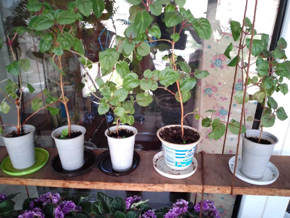 Фуксия молодая .