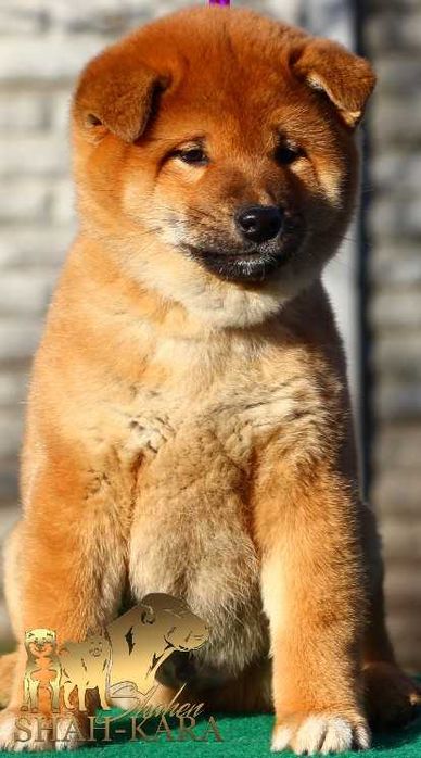 Яскравий хлопець Шиба/сіба-іну