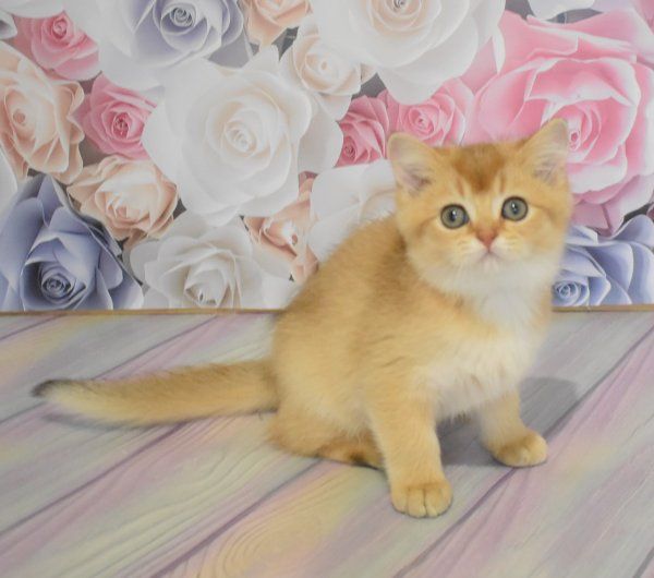 Яркая золотистая шотландочка Фаина