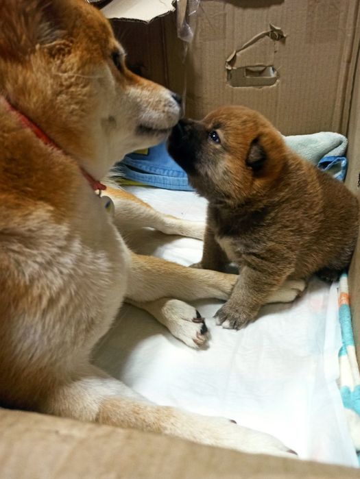 Чарівний хлопчик Сіба іну