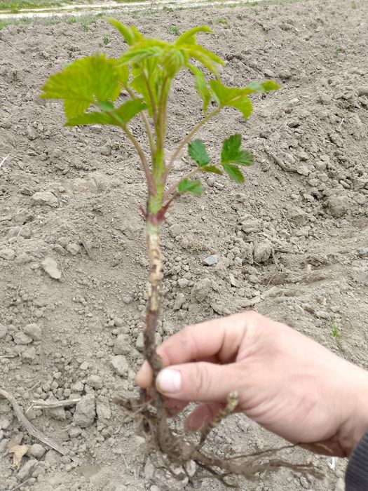 Witam sprzedam sadzonki maliny polonez