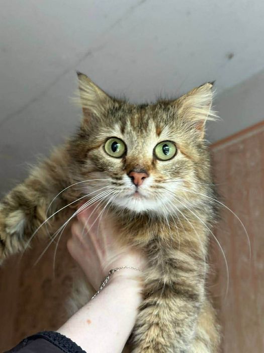 Кицька дівчинка стерелізована евакуація