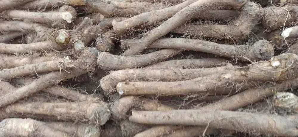 Sprzedam chrzan do tarcia i do ogórka