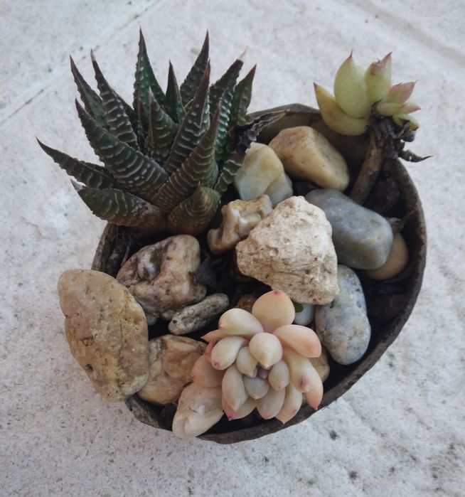 Arranjo de Suculentas
