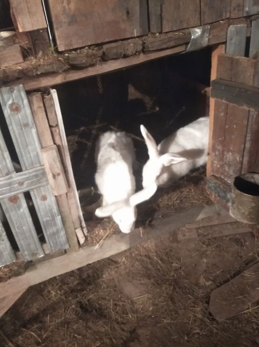Продам  кроликів бельгійських та смесь есть двухмесячный есть четы