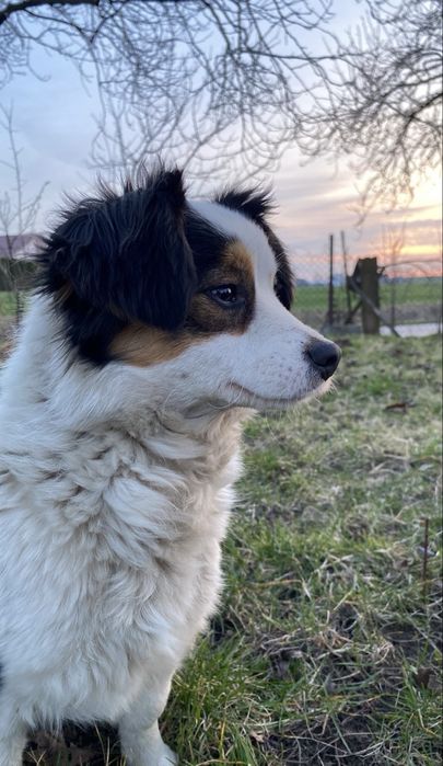 Oddam śliczną suczkę w dobre ręce