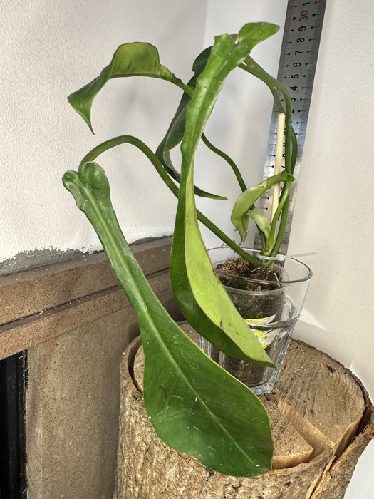 Філодендрон Philodendron  Joepii
