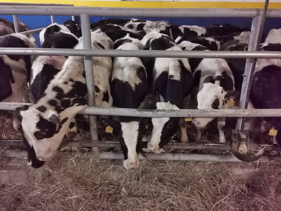 Byczki żarłaki odsadki