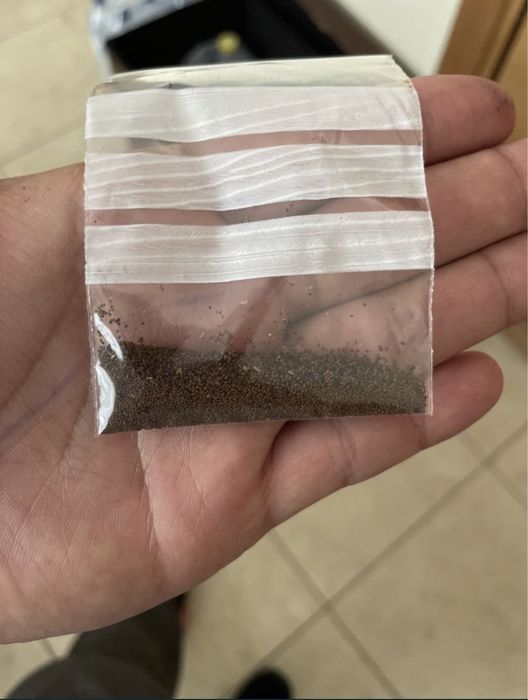 Sementes de tabaco