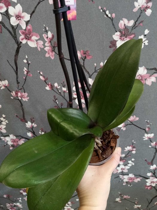 Биг Лип орхидея взрослая отцветашка дешево 399 грн