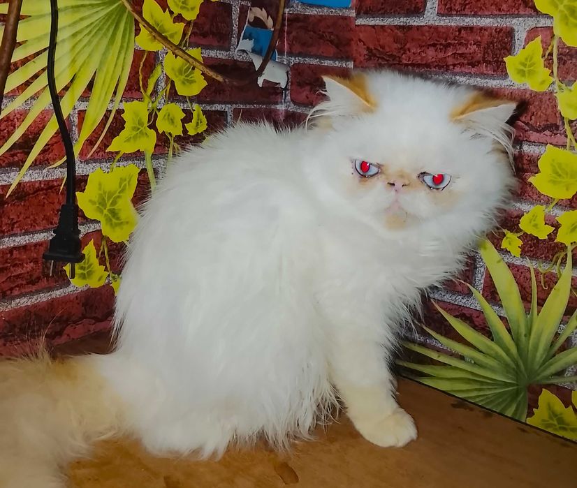 Персидські синьоокі дівчатка