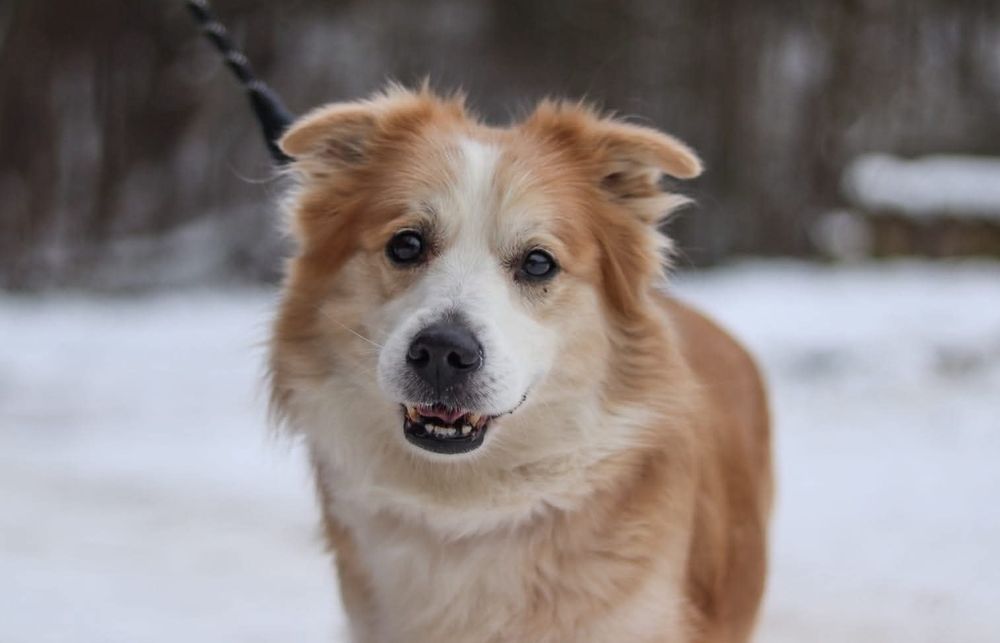 Spokojna suczka szuka domu / do adopcji