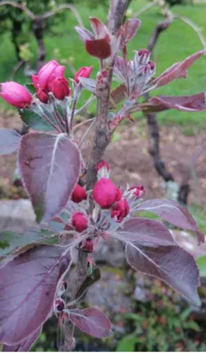 Macieira RED LOVE TROPICAL VERMELHA - portes grátis