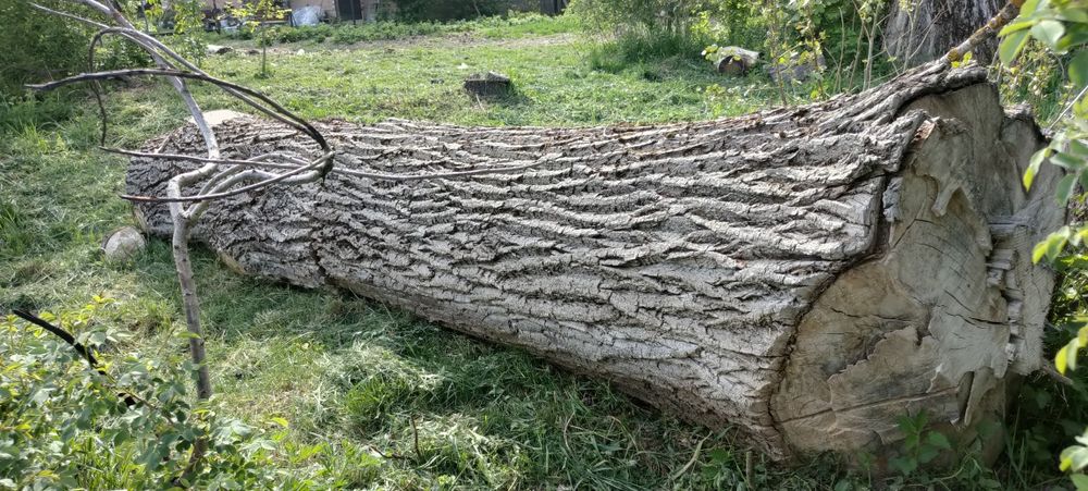 Kłoda topoli sprzedam