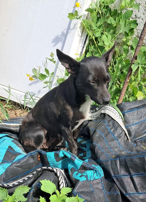 Bella 2lata pilnie potrzebny dom chociaż tymczasowy