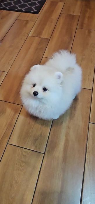 Piesek 3mc  pomeranian gotowy do odbioru