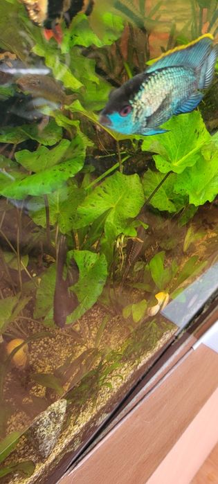 Lotos tygrysi zielony - Nymphaea Zenkeri Green roślina