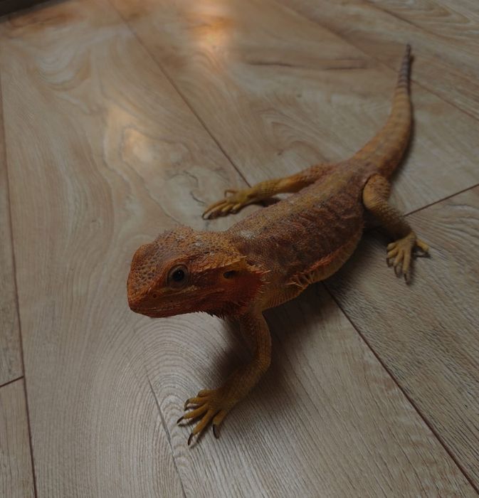 Agama brodata - do sprzedania.