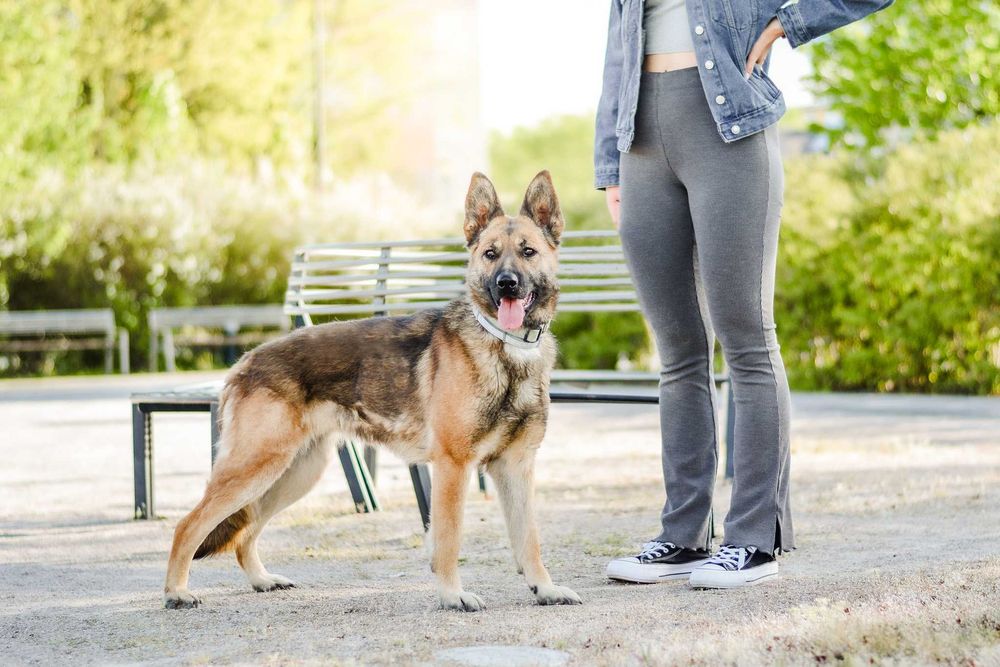 Śliwka wraca z adopcji.. czy musi wrócić do schroniskowego boksu..?