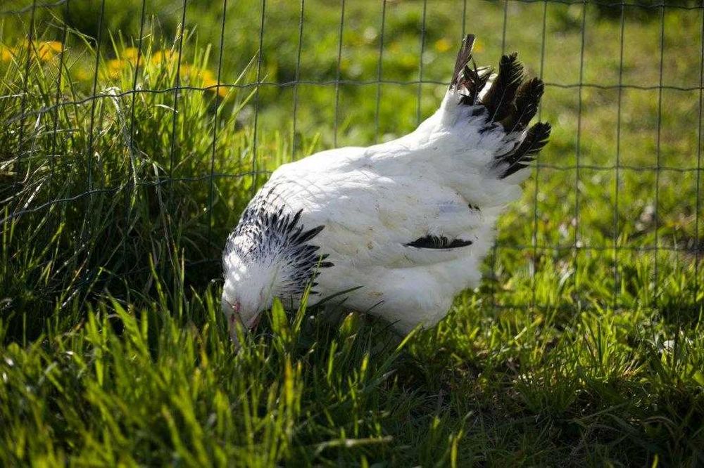 Kury kokoszki nioski Rosa kolorowa odchowana na wybieg dostawa Gratis