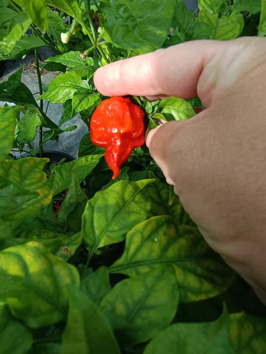 Vendo Carolina reaper fresca
