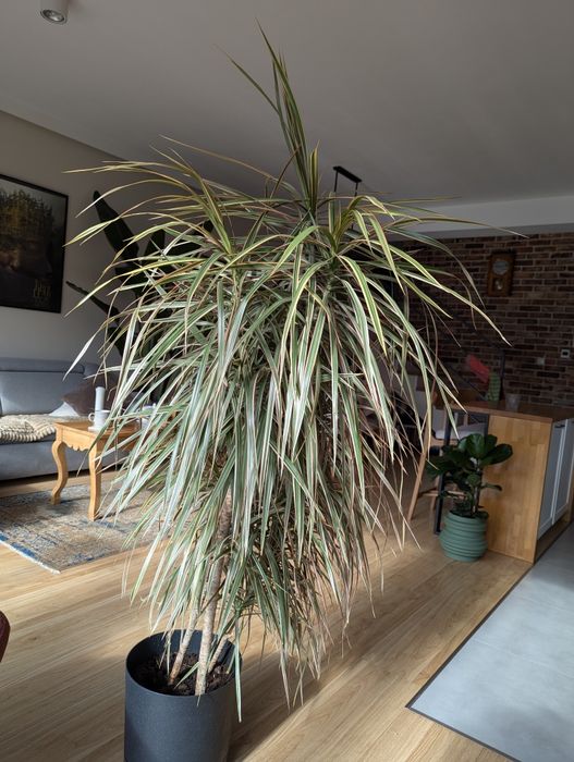 Duża, gęsta dracena, 180 cm, 3 pędy