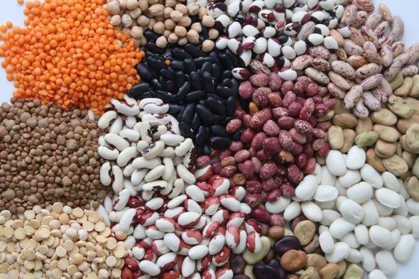 Квасоля свіжа 2025