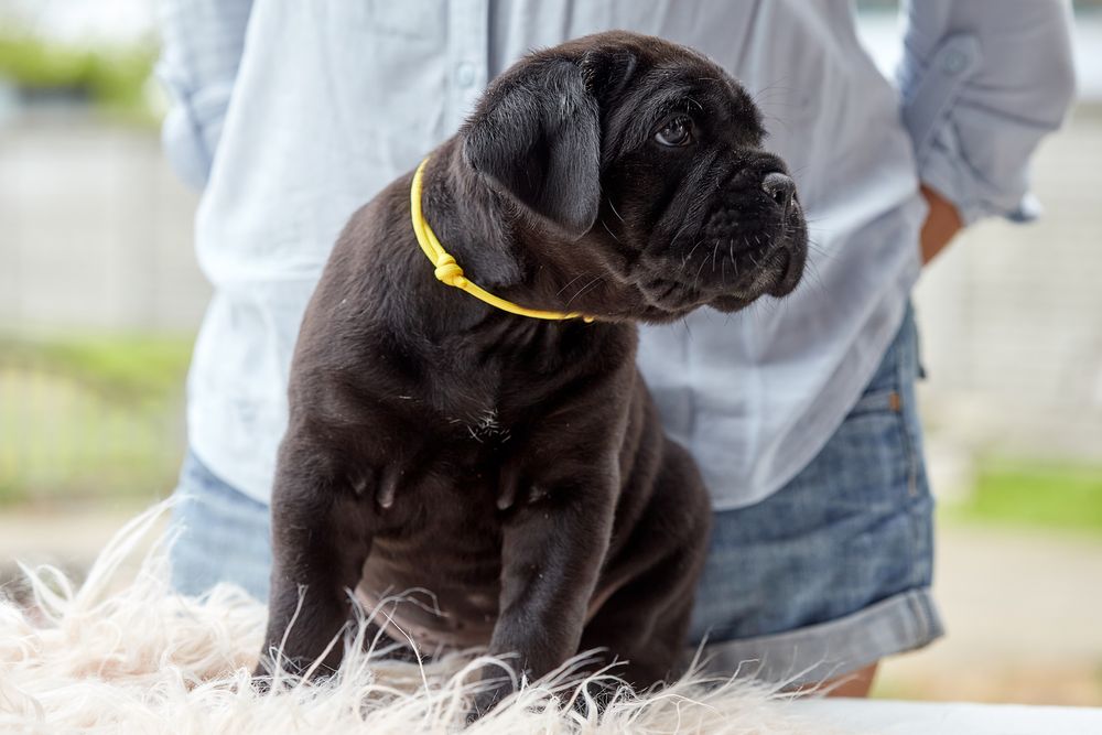 Цуценята кане корсо КСУ