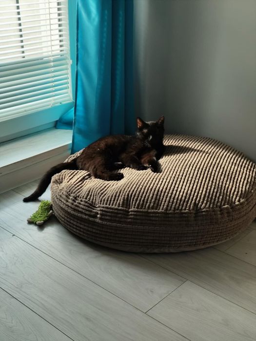 Ricotta szuka dobrego domku