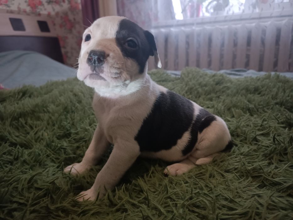 Продаємо амстафів