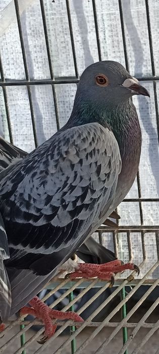 Pombo Correio sem número , Casal Correios