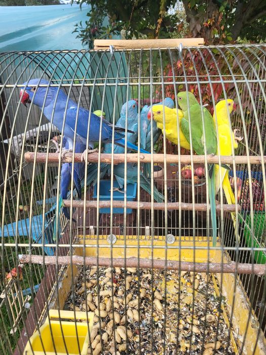 Aleksandretty obrożne młodziutkie z DNA