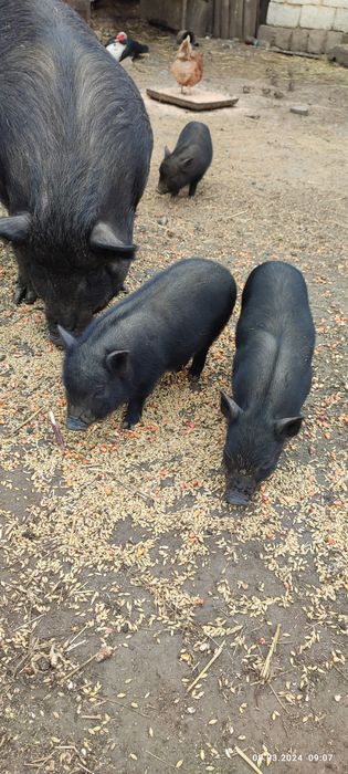 Продаються в'єтнамські поросята.