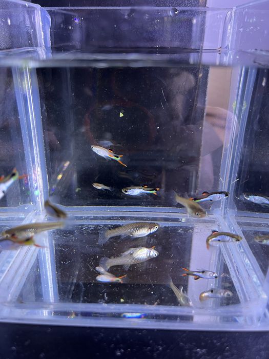 Gupiki endlera el silverado czysta linia/ gupik endler